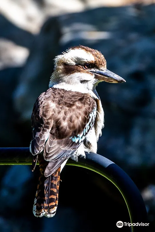 5_Ku-ring-gai Wildflower Garden