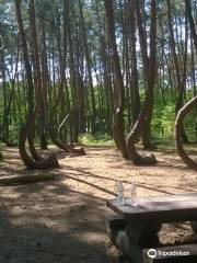 Forêt tordue