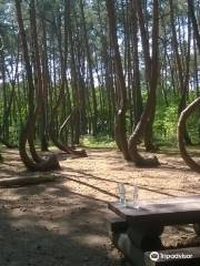 Crooked Forest in Poland