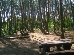 Crooked Forest in Poland