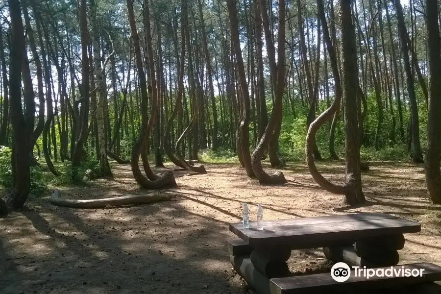 Crooked Forest in Poland