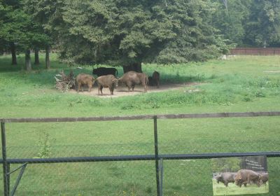 European Bison Reservation