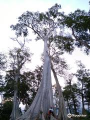 Big Tree Sambelia