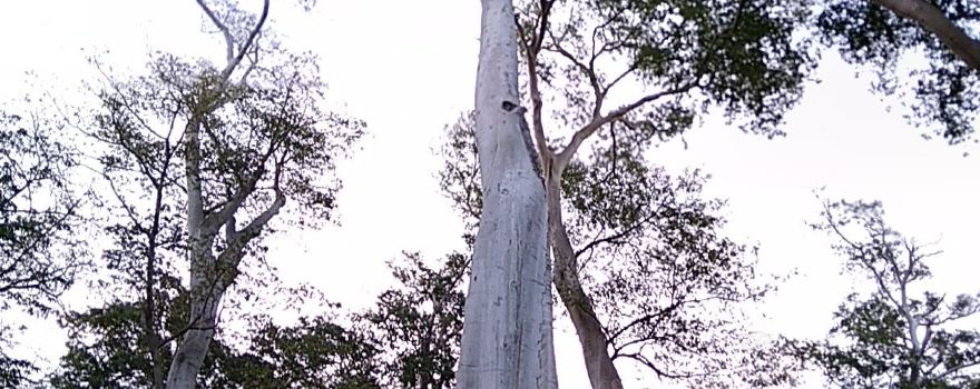 Big Tree Sambelia