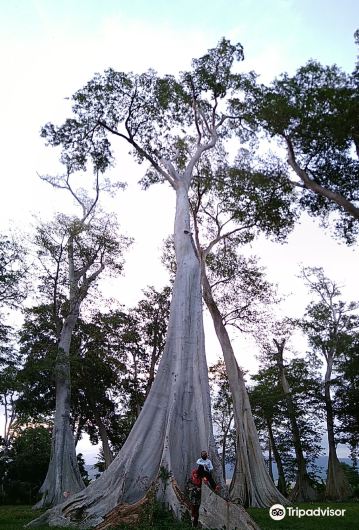 Big Tree Sambelia