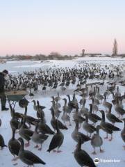 WWT Slimbridge Wetland Centre