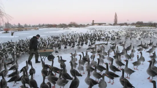 WWT Slimbridge Wetland Centre