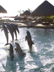 Dolphinaris Cozumel