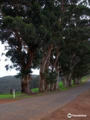 Mount Shadforth Scenic Drive