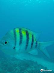 Neptuno Dive Center