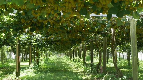 Kiwifruit Country