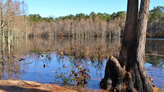 Carvers Creek State Park