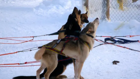 Giewont Husky Adventures