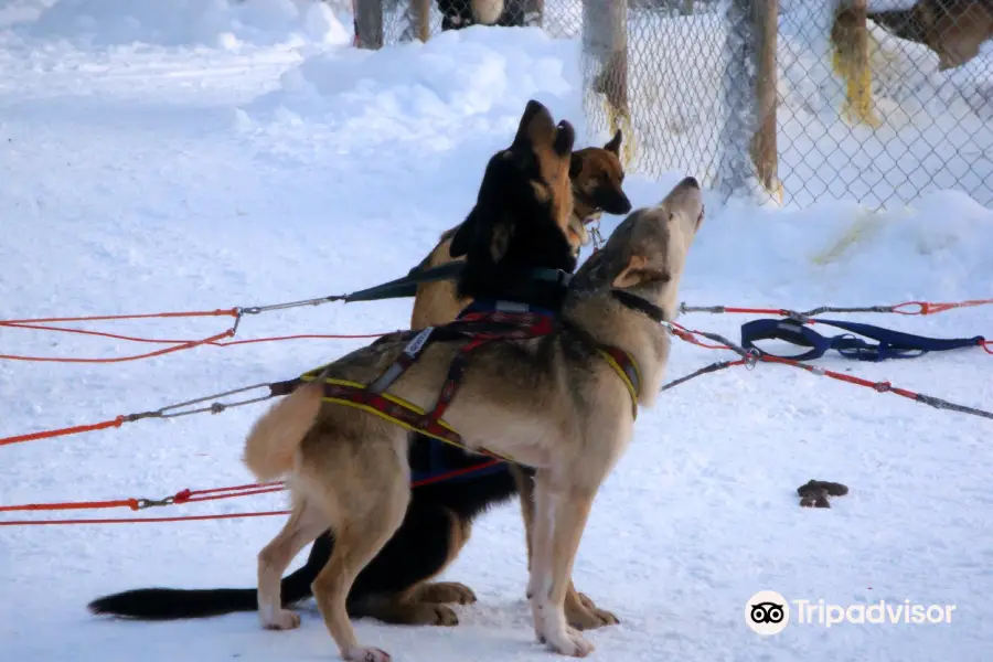 Giewont Husky Adventures