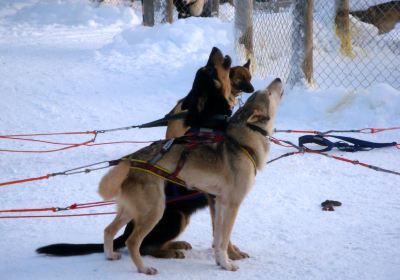 Giewont Husky Adventures