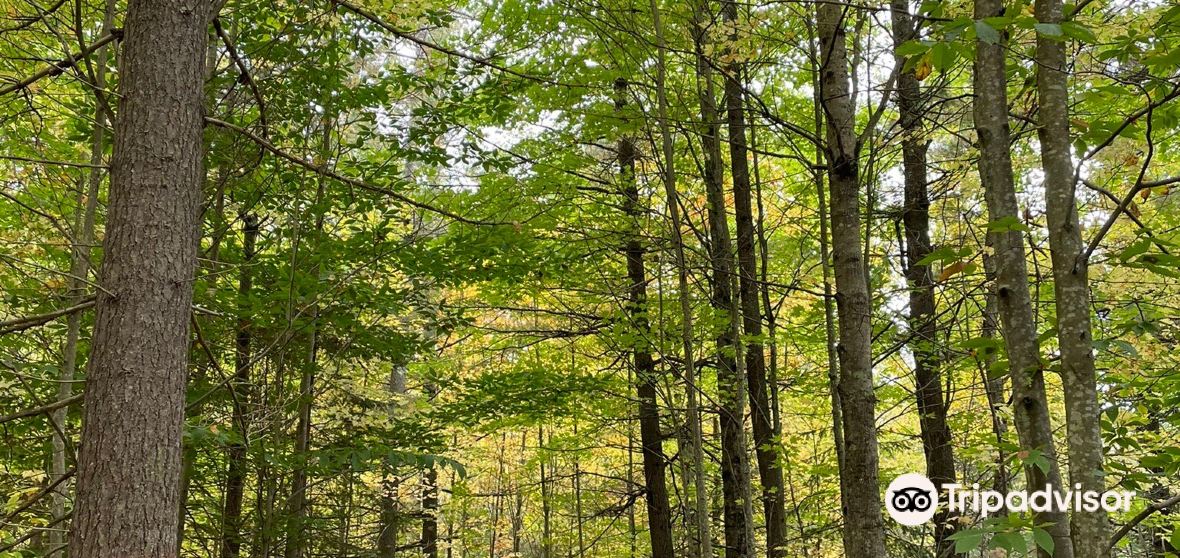 Things to Do in Brampton Township in 2024 Top Attractions, Local Food