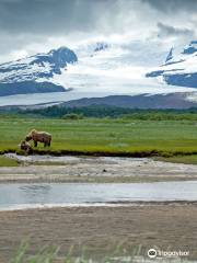 Alaska Wild Bear Adventures