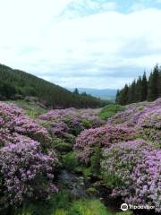 Bay Lough