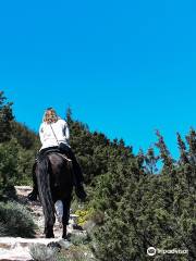 Sifnos Horseriding