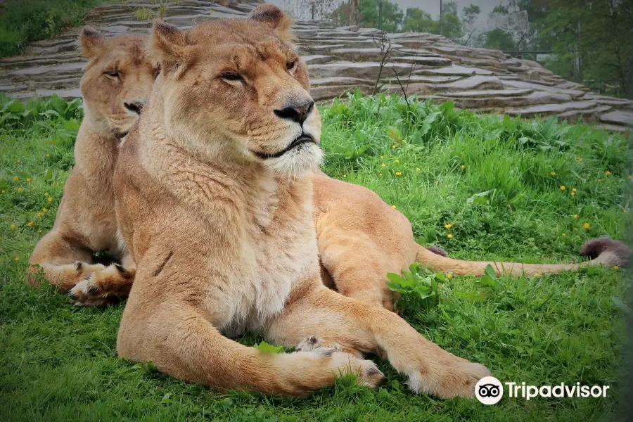 Five Sisters Zoo