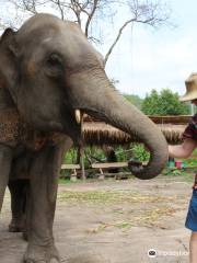Chiangmai Elephant Heritage