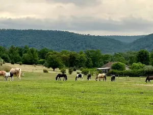 Wildfire Ranch Spiritual Retreat