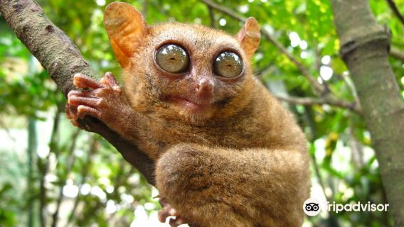 ทัวร์วันเดียว/ทัวร์หลายวัน ในหมู่บ้านโบโฮลในฟิลิปปินส์: ช็อกโกแลตฮิลส์ + อุทยานทาร์เซียร์ + แม่น้ำโลโบ