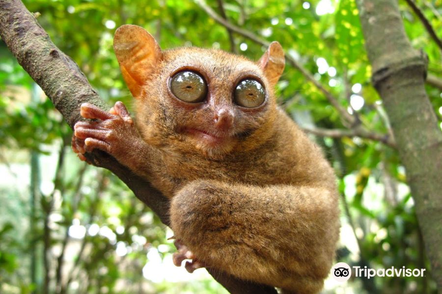 菲律賓眼鏡猴及野生動物保護區