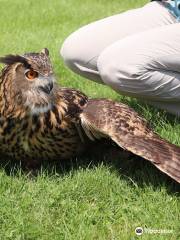 New England Falconry