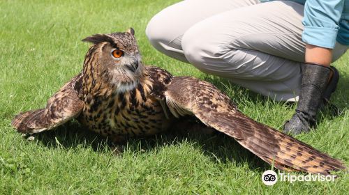 New England Falconry