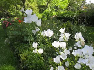 Giardino di Piante