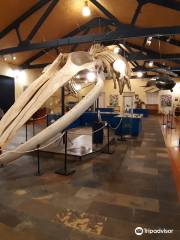 Museo de Historia Natural da SGHN Ferrol