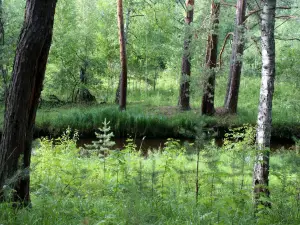 Talc Stone Lake