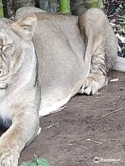 Silvasa Vasona Lion Safari