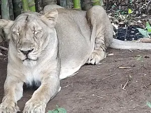 Silvasa Vasona Lion Safari