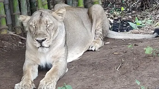 Silvasa Vasona Lion Safari