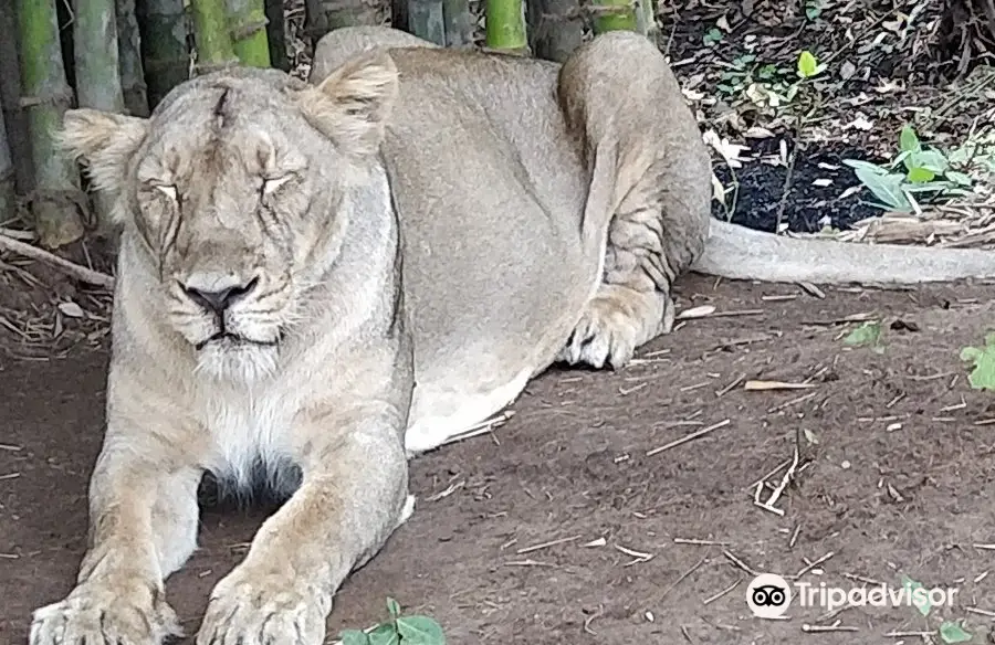 Silvasa Vasona Lion Safari