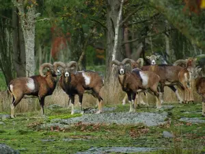 Eriksbergs Wildlife Park