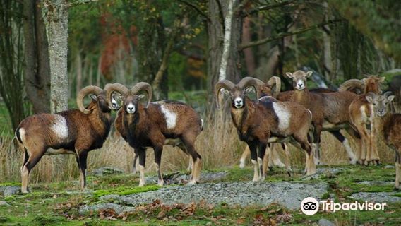 Eriksbergs Wildlife Park