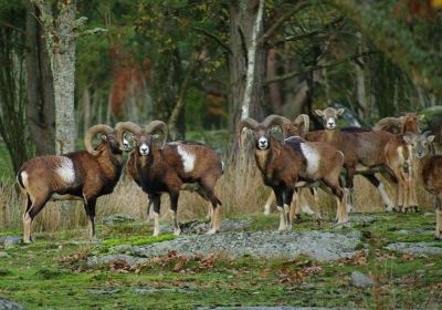 Eriksbergs Wildlife Park