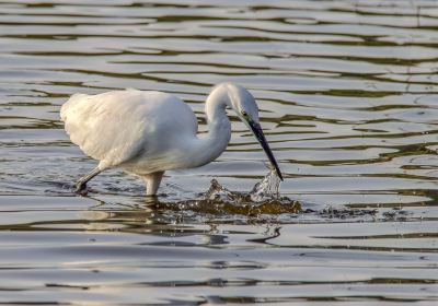 Alan Hersey Nature Reserve