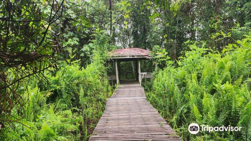 Bukit Lima Forest Park