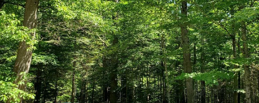 Swan Lake State Park
