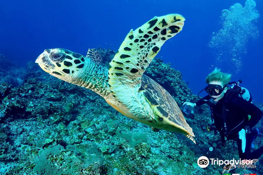 Aloha Divers Okinawa