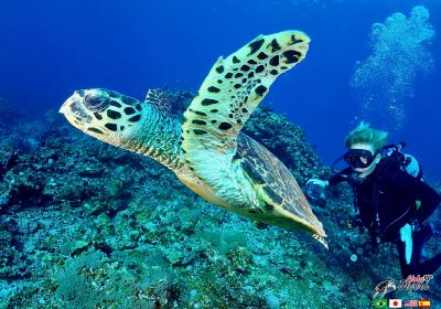 Aloha Divers Okinawa