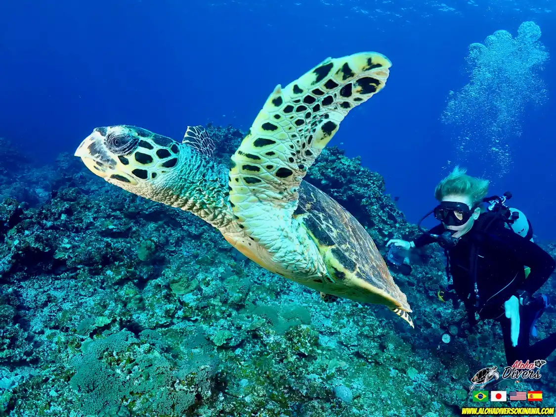 Hotels near Aloha Divers Okinawa