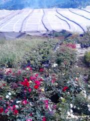 Bahong Rose Gardens
