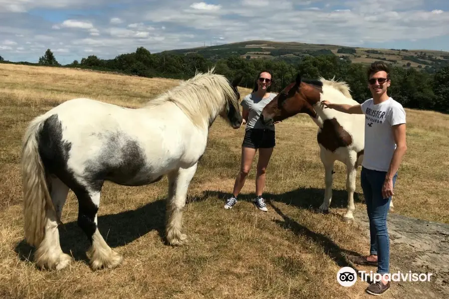 Pit Pony Sanctuary