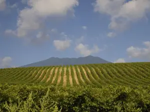 Cantina Di Venosa
