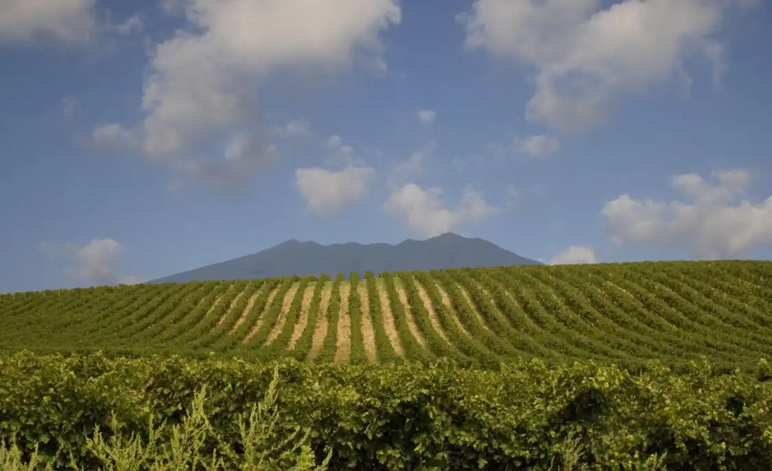Hotels near Cantina Di Venosa